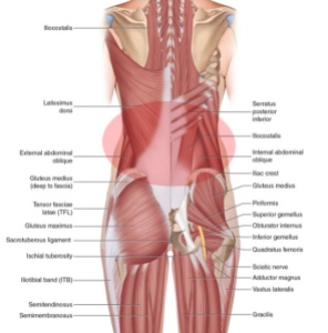 muscles of the back